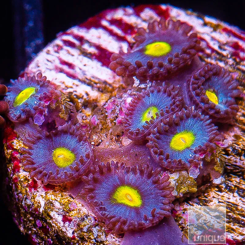 Zoanthus sp. WWC AOI Zoanthid- WYSIWYG Frag Zoa/Paly